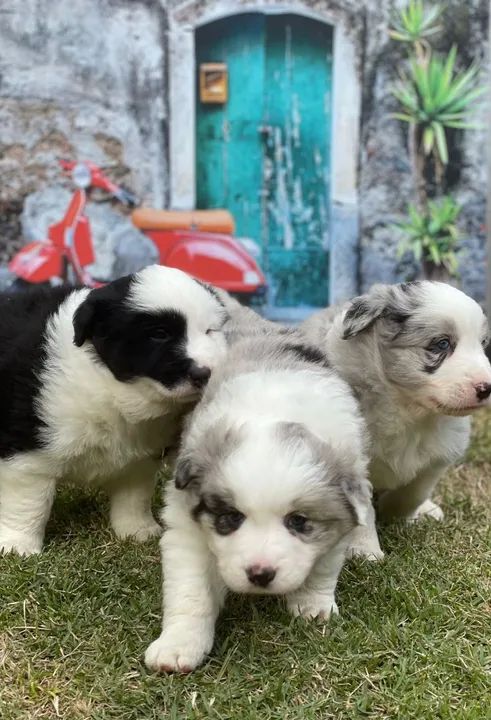 Border blue Triunfokennel 