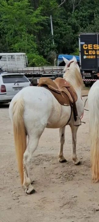 Égua, cavalo marcha picada  - Foto 5