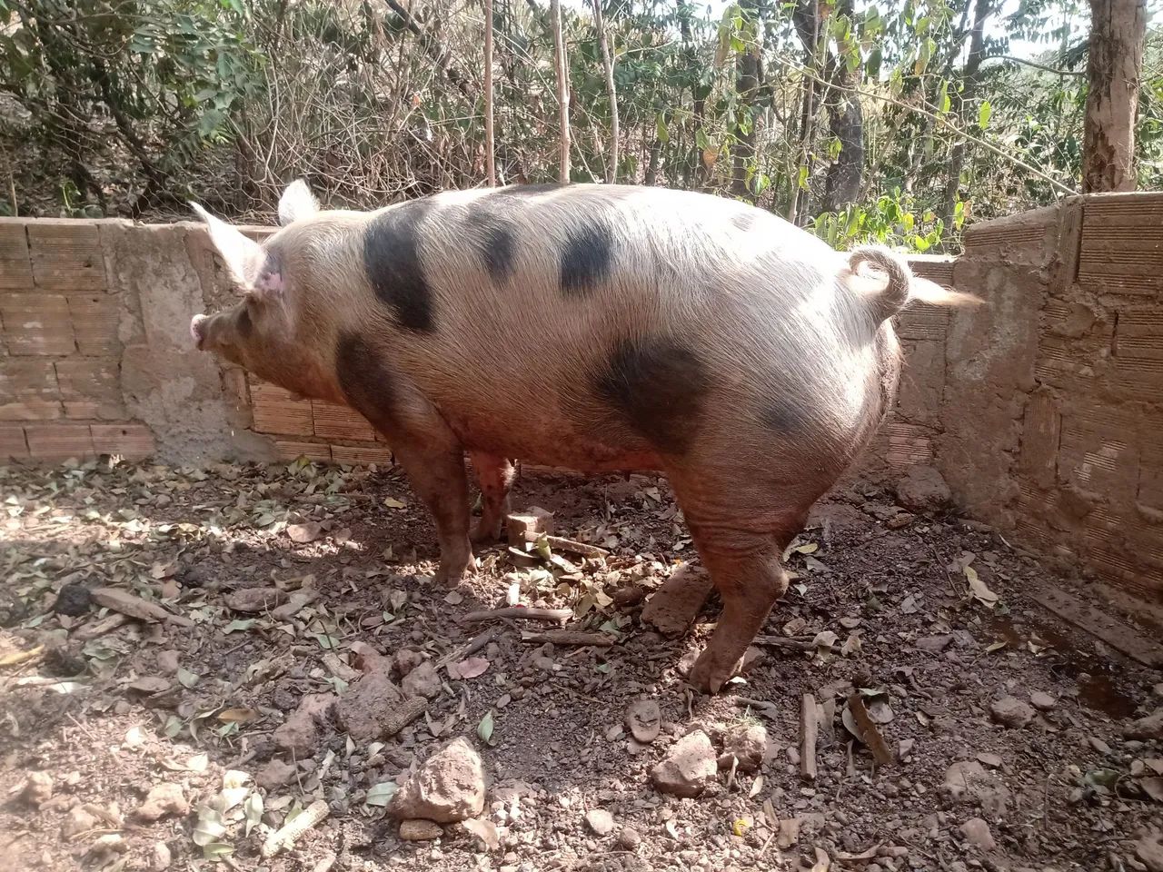 Ótima matriz caipira para reproduzir  - Foto 4