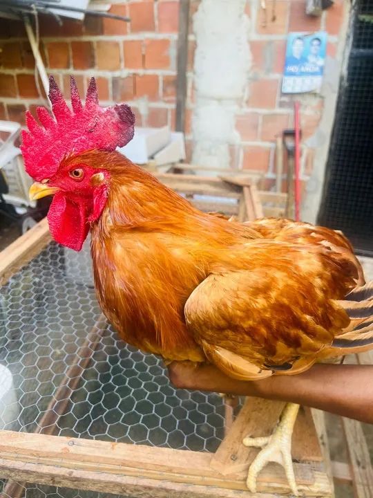 Frangos NovoGem Brown 