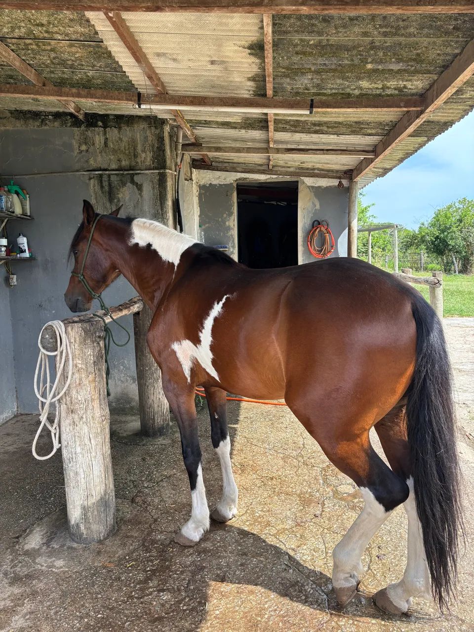 Mangalarga Pampa Puro Registrado Filho do Havaiano Macaé  - Foto 3