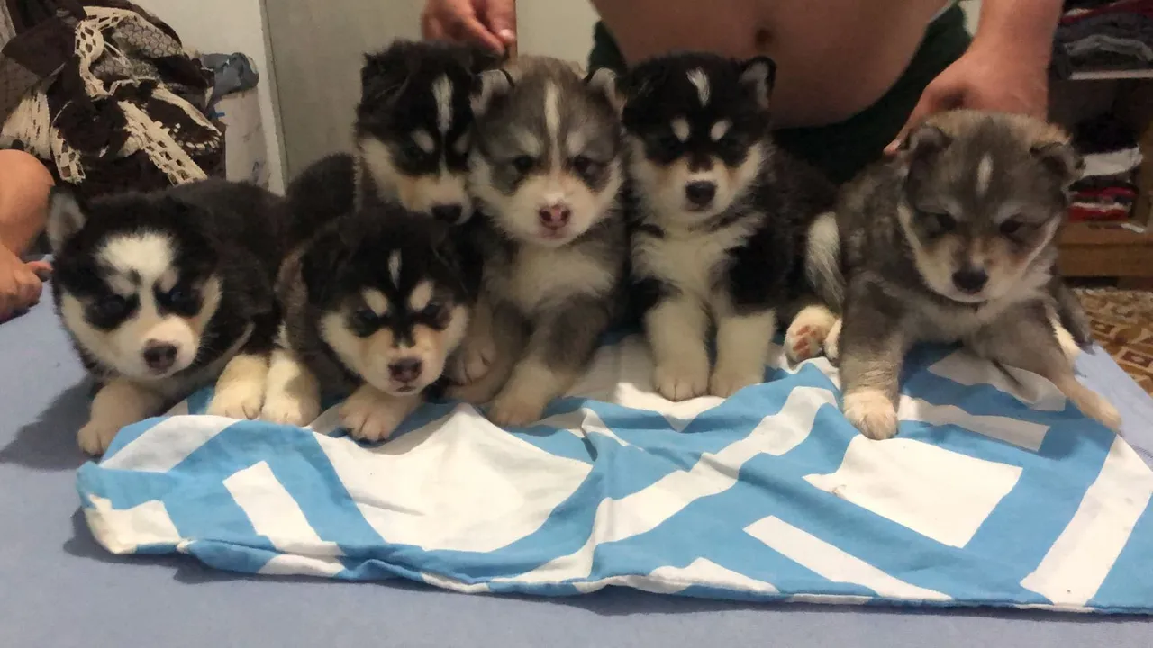 Filhotes de Husky Siberiano