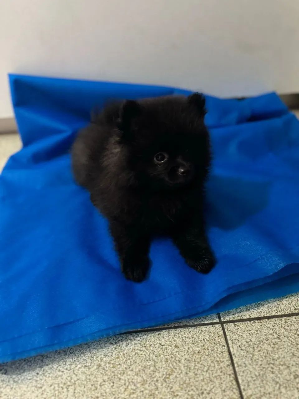 Macho e fêmea filhotes de Spitz Alemão - Foto 2