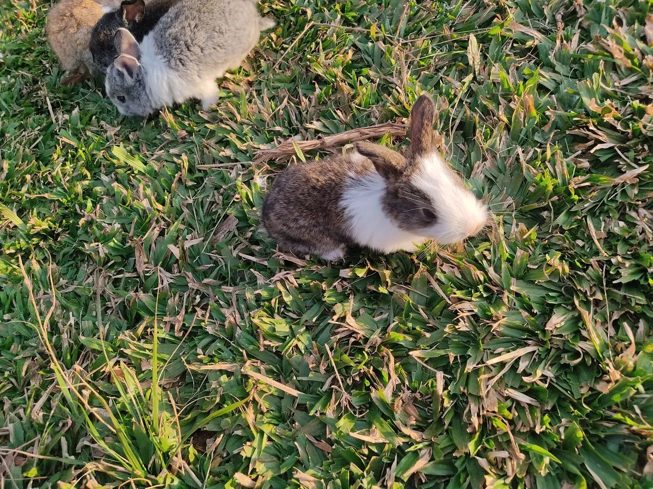 Coelhos filhotes gigante de flandres  - Foto 6