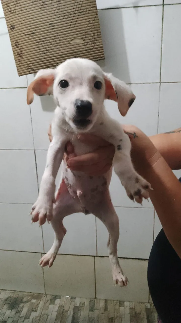 Adoção Responsável - Pet Macho