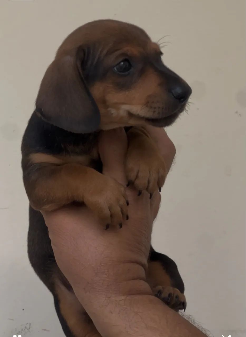 Dachshund / Basset / teckel