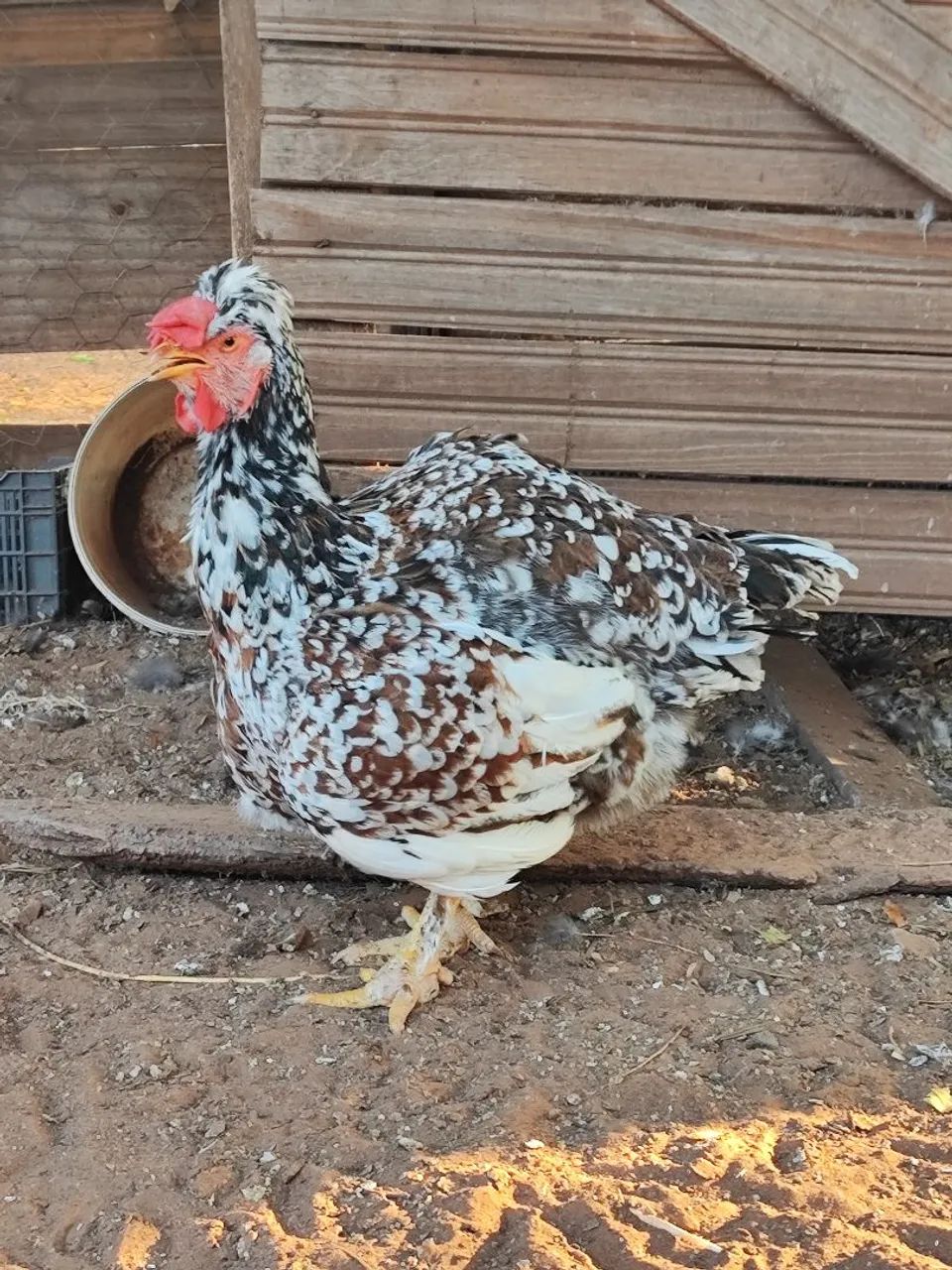 Galinha balão sertaneja  - Foto 4