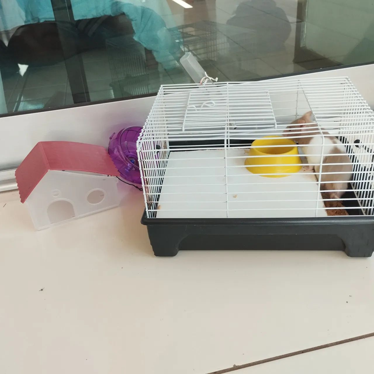 Animal de estimação 