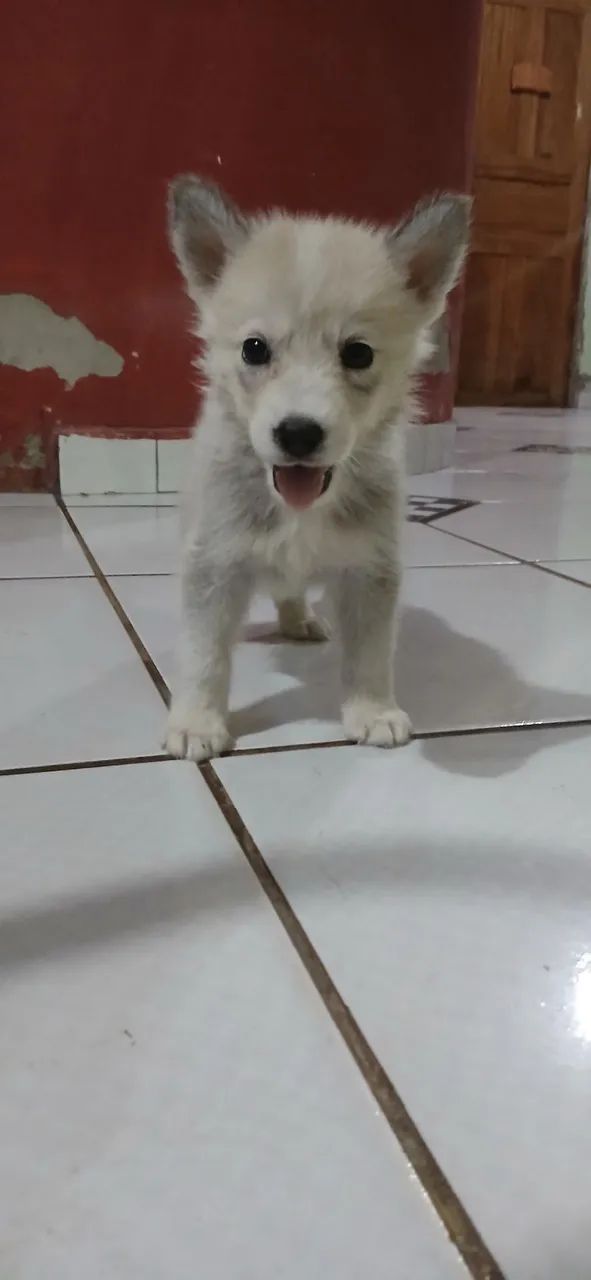 Filhote Husky Siberiano 250 - Foto 2