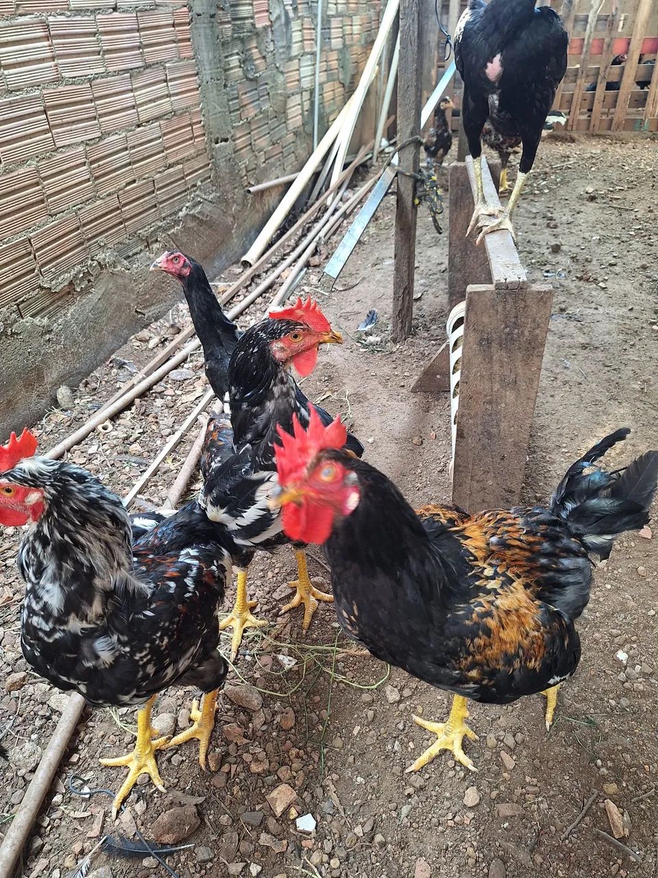 Frango GSB (BALÃO) - Foto 3