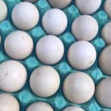 Ovos de pata. 