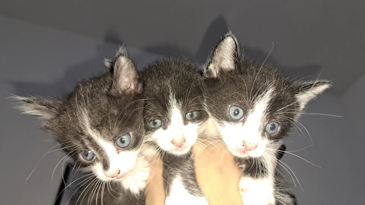 Gatinhos Frajolas para Adoção! - Foto 6