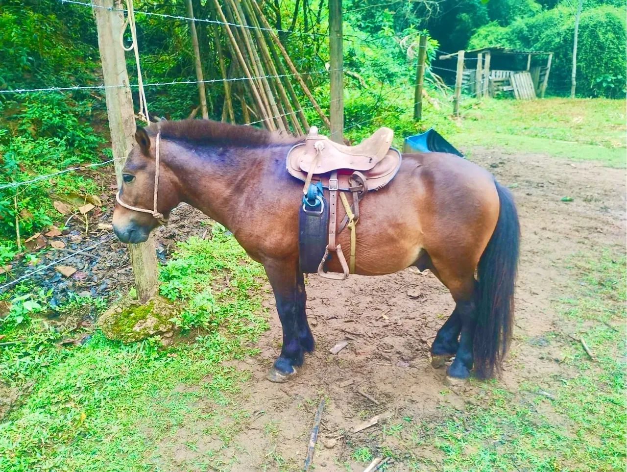 Pônei para passeios - Ideal para crianças