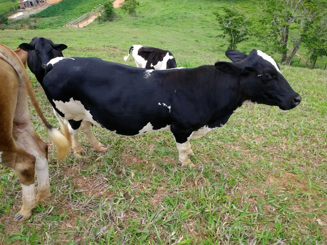 mini vacas 