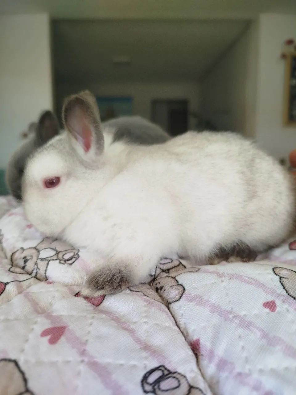 Filhote coelho Anão Netherland