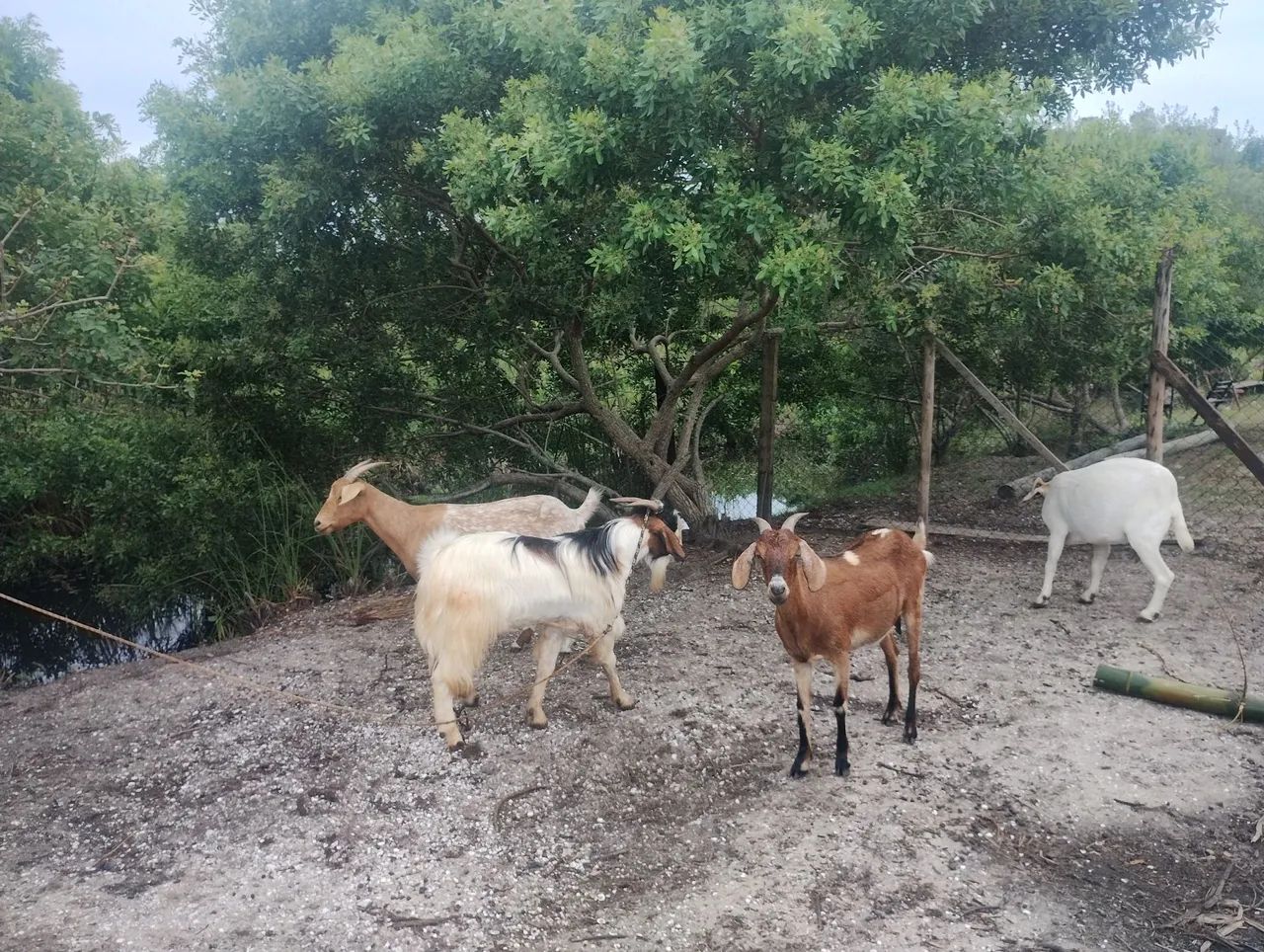 Cabras para venda - Foto 6