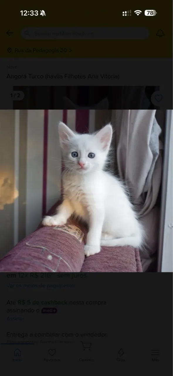 Filhotes de gato angorá 