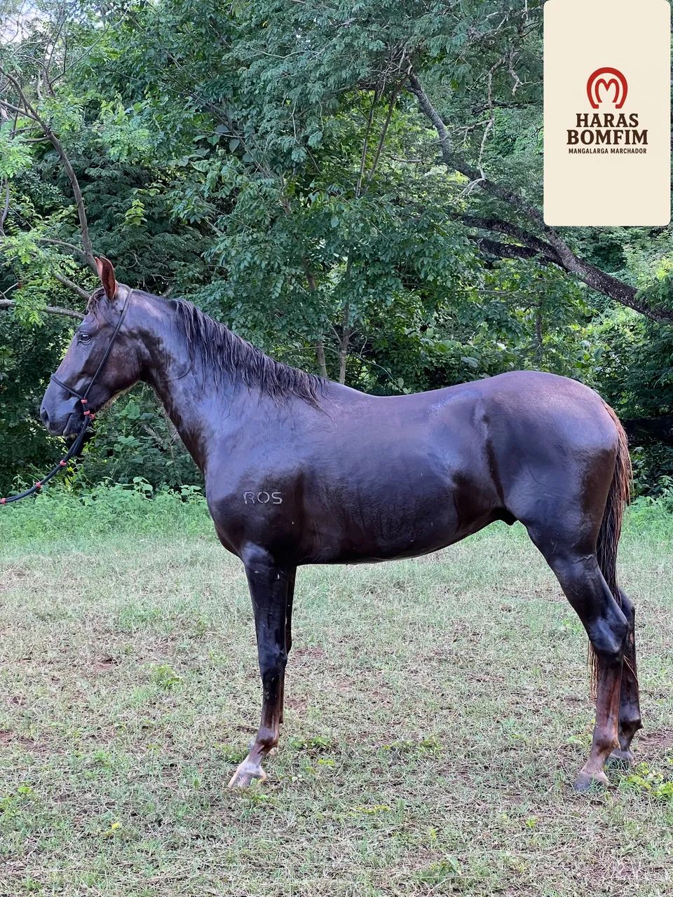 POTRO  REGISTRADO INÍCIO DE DOMA 