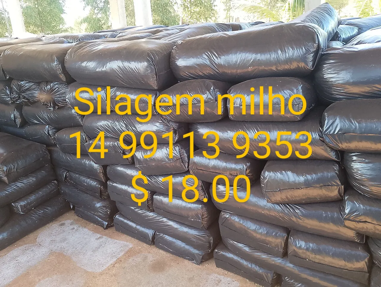 Silagem de milho - R$18,00