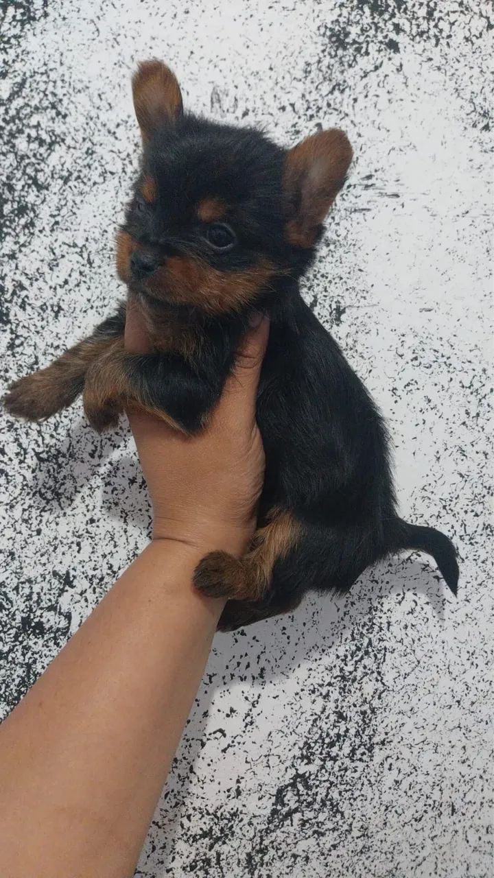 yorkshire macho micro com 70 dias vacinado 