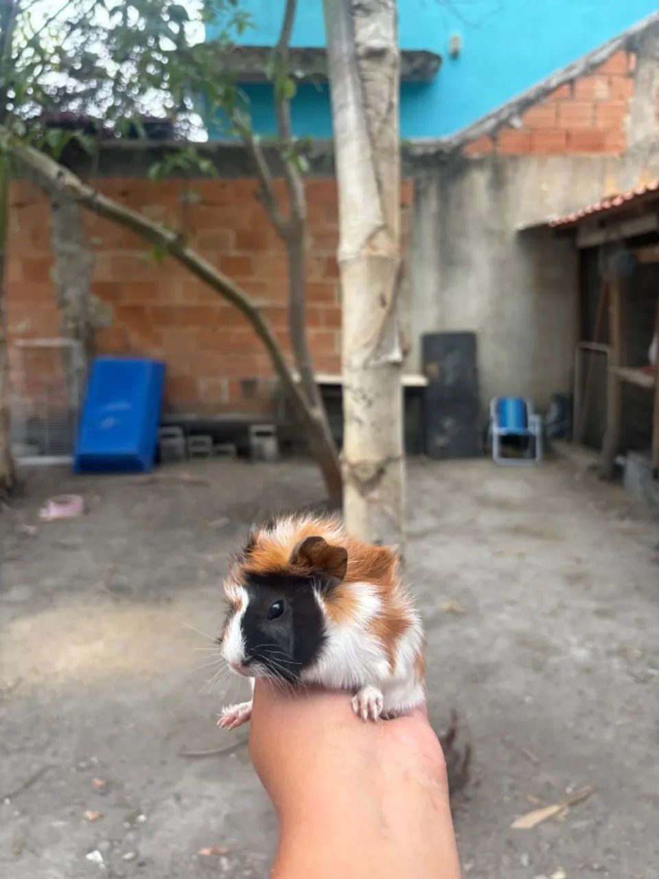 Porquinho da Índia - 25 Dias - Macho - Entrega Imediata