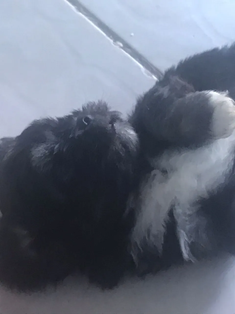 Filhote de Shih Tzu para venda