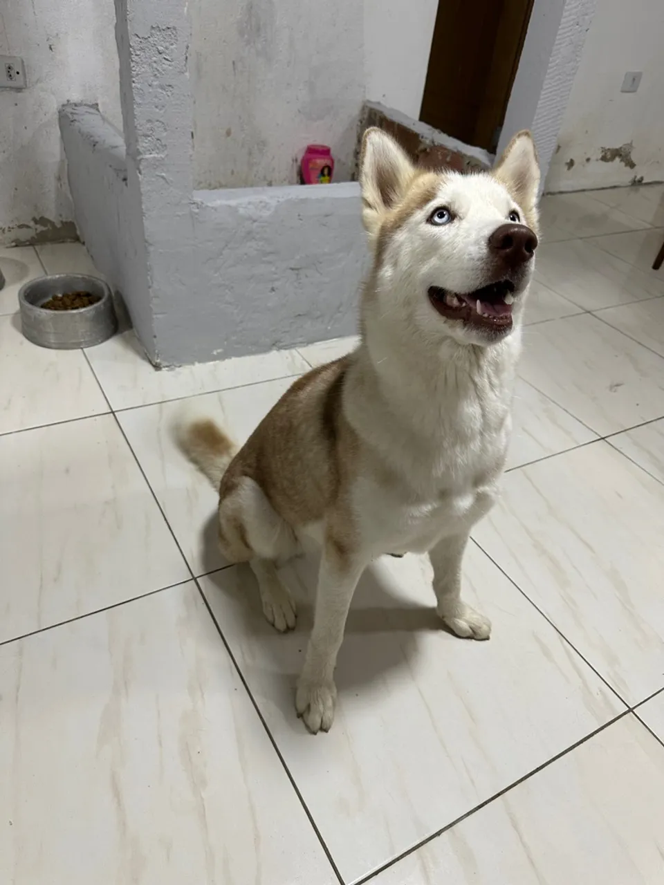 HUSKY FÊMEA