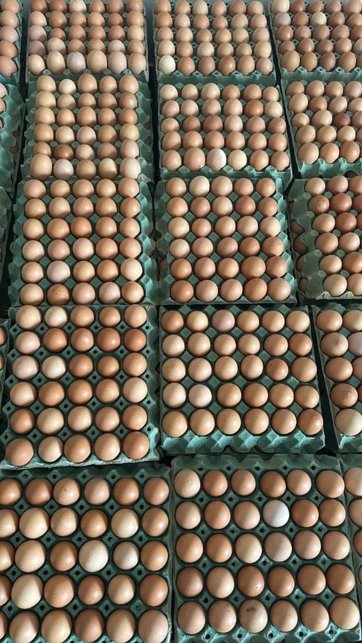 Distribuidora de Ovos 64293078768002121