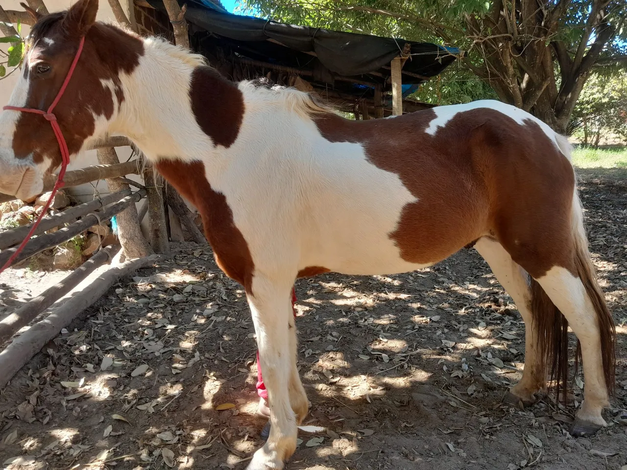 Cavalo