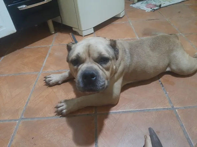 Cachorro American Bully