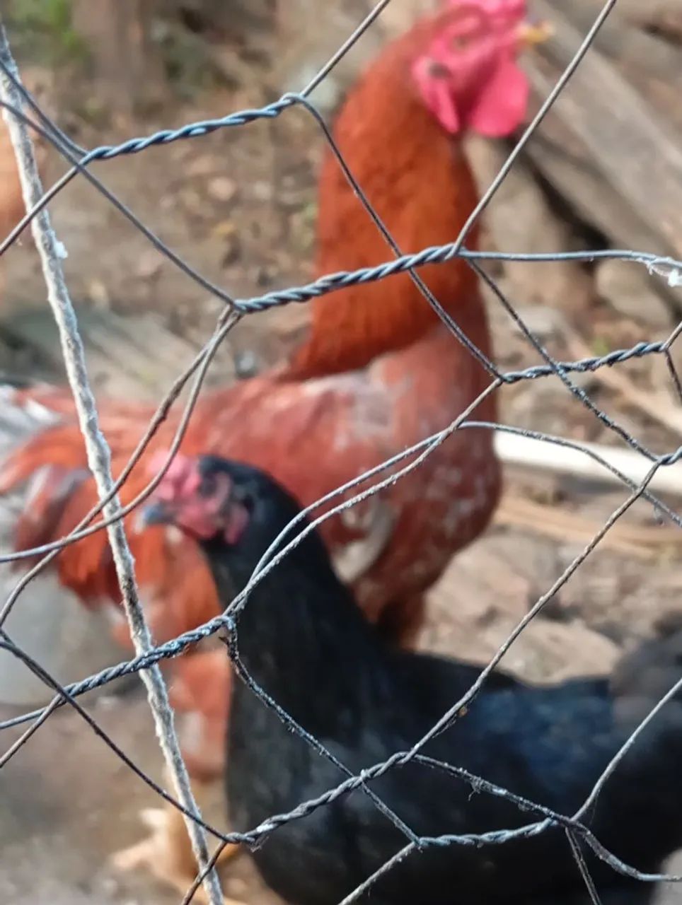  galo índio gigante 