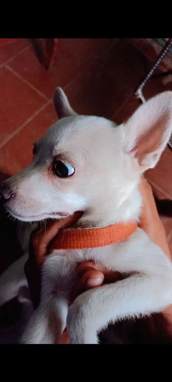 Cachorro branco de pequeno porte