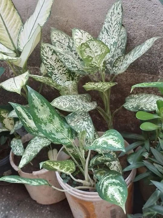 Plantas a partir de R$ 20.00 Cacto e Plantas para sua Casa - Foto 6