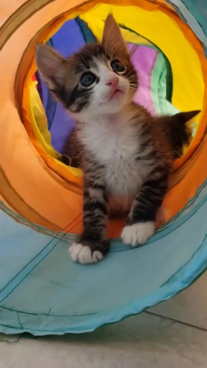 Gatinhos para adoção conjunta - Foto 2