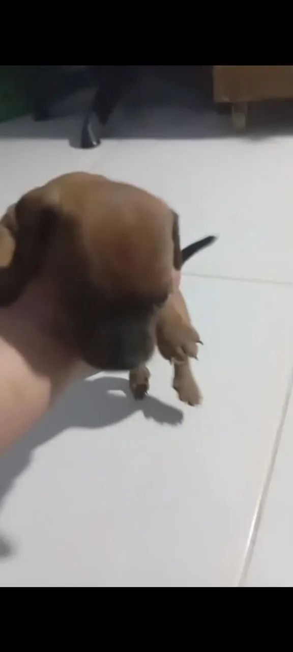 Pang com salchicha  - Foto 2