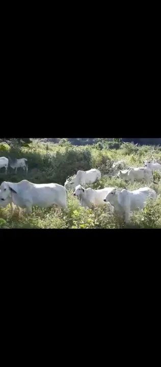 Vendo 18 vacas e 1 boi - Foto 2