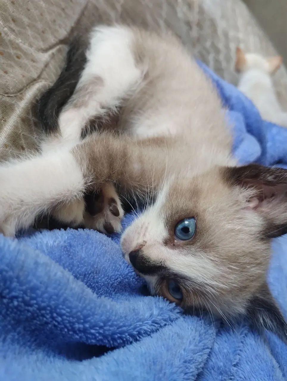 Doa se gatinhos filhotes