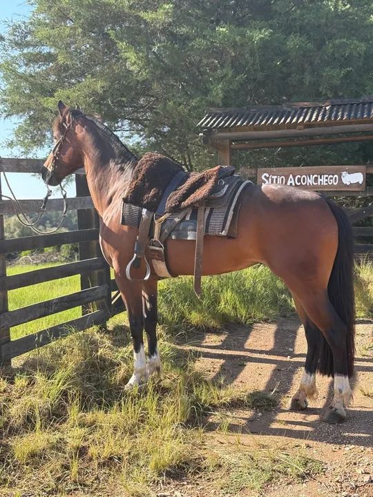 Égua craque de laço - Foto 5
