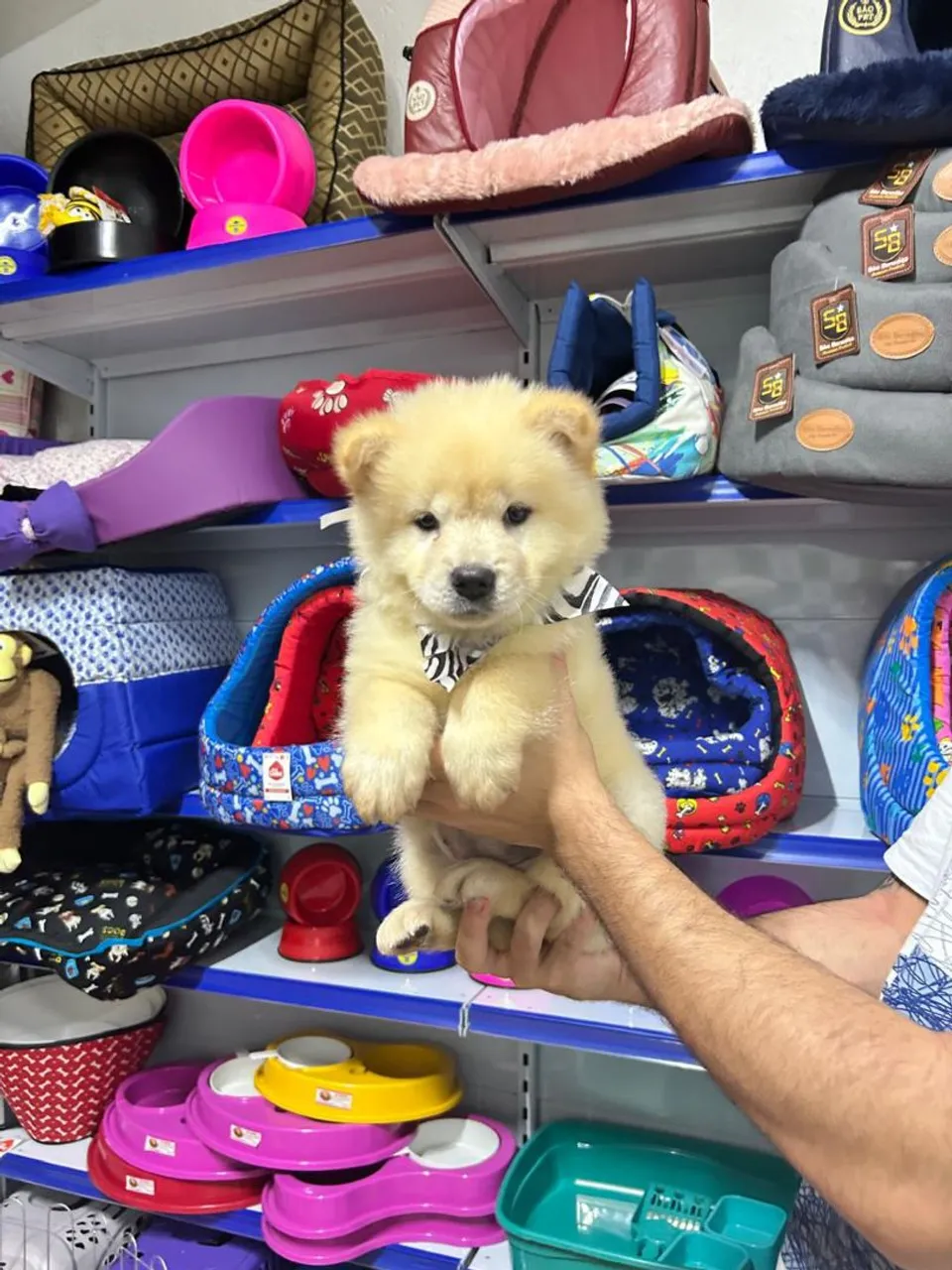 Filhotes de Chow Chow