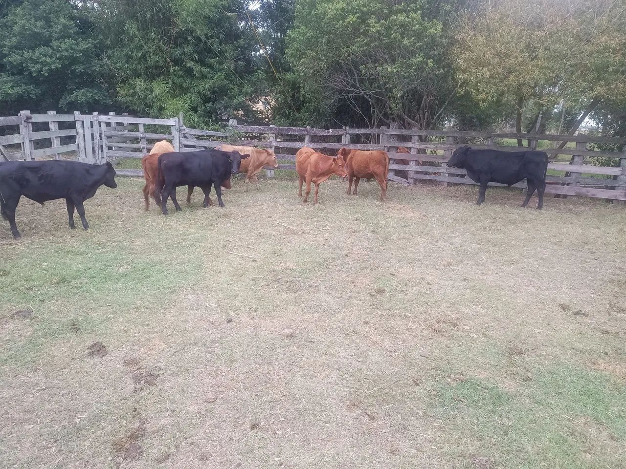 Novilhos - terneiros sobre ano - Foto 2