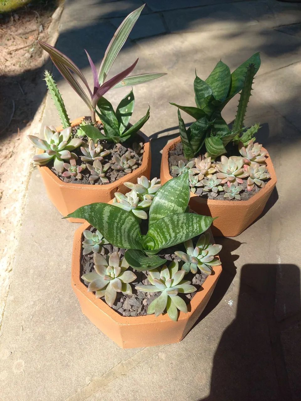 Suculentas no vaso (mini-espada-de-são Jorge, cactos, lambari roxo)