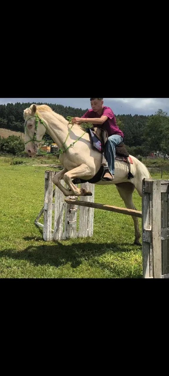 Égua cremela muito bem domada e com potencial para hipismo