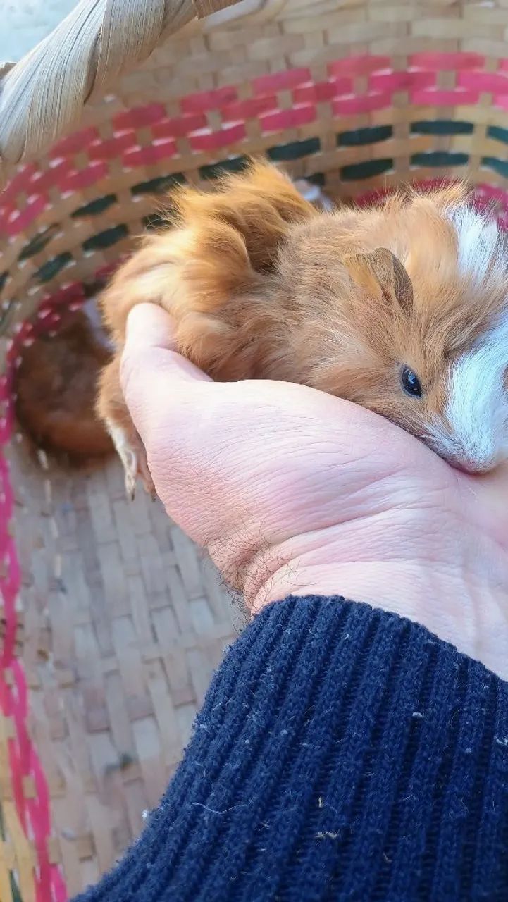 Filhotimhos de Porquinho da Índia - Foto 4