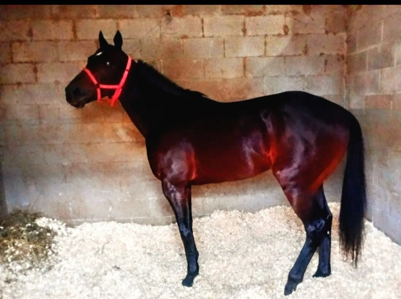 Cavalo PURO SANGUE 