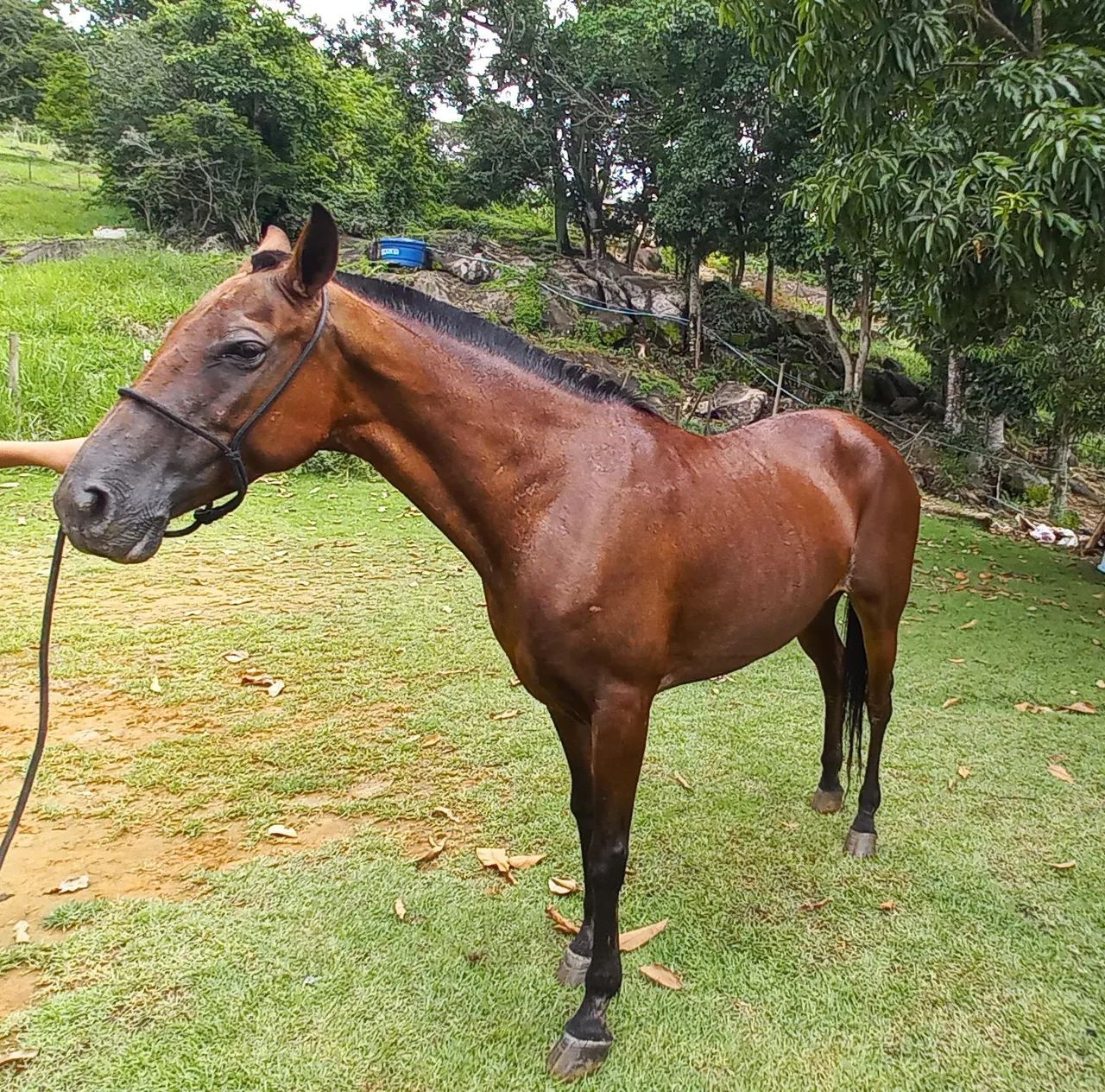 Cavalo Mangalarga Marchador - Foto 3