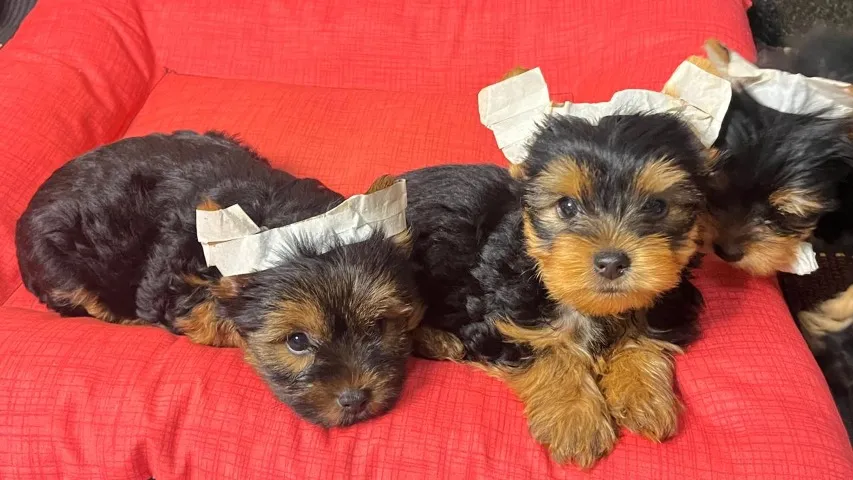Filhotes de Yorkshire Terrier | Raça Pura