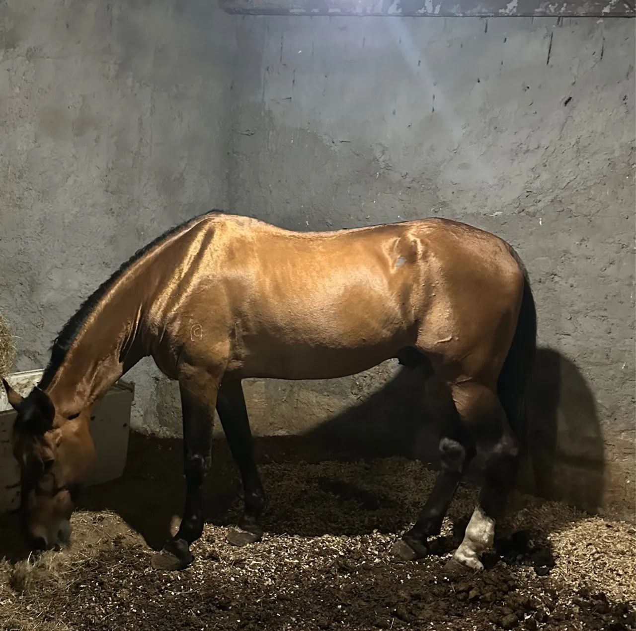 Garanhão registrado 