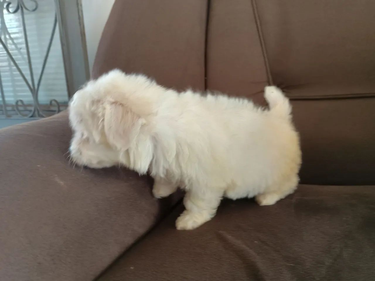 Filhote fêmea Maltês MICRO " minúscula "<br> - Foto 2