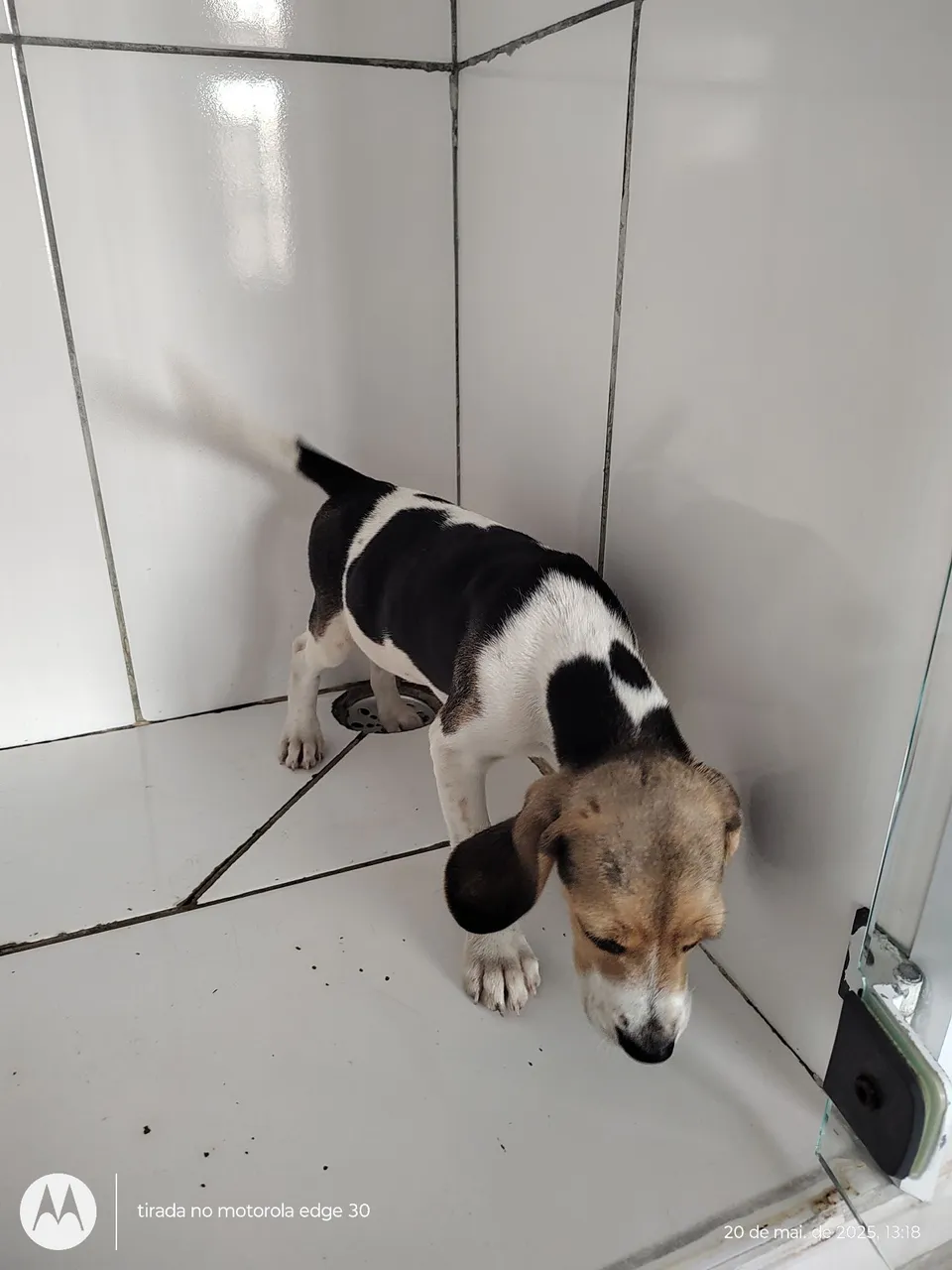 beagle fêmea