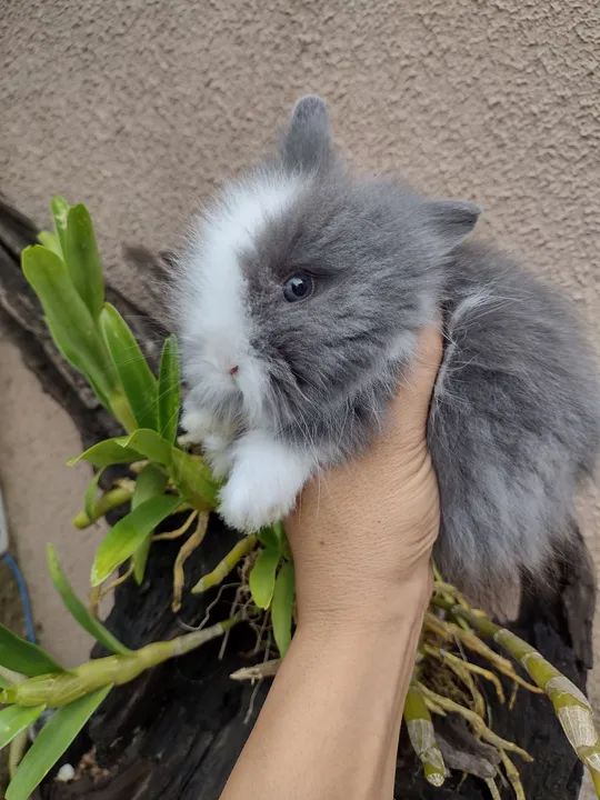 Mini Lion alto padrão  - Foto 5